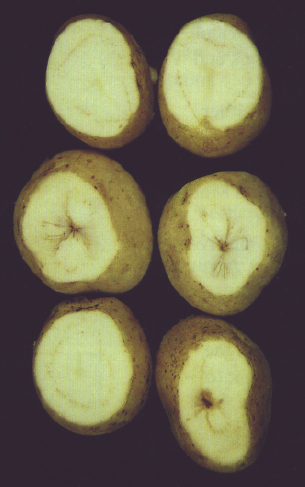 Potato tubers with Verticillium wilt symptoms