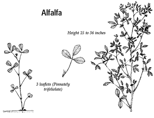 Alfalfa: Height 15 to 36 inches; 3 leaflets (pinnately trifoliolate)