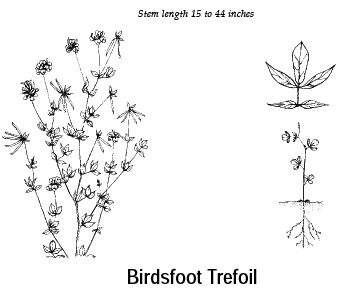 Birdsfoot Trefoil: Stem height 15 to 44 inches.