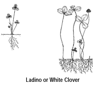 Ladino or White Clover