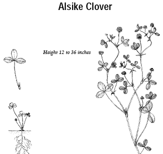 Alsike Clover: Height 12 to 36 inches