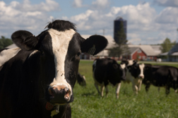 dairy cows; photo by Edwin Remsberg, USDA