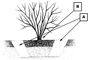 Planting hole should not be dug any deeper than the root ball.