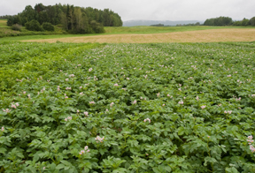potato field; photo by Edwin Remsberg, USDA