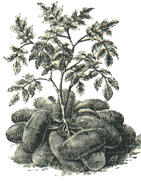 Potato plant with potatoes