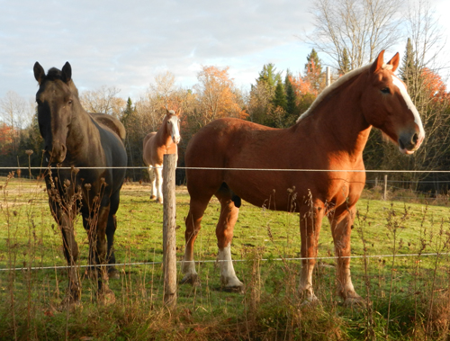 three horses in pasture
