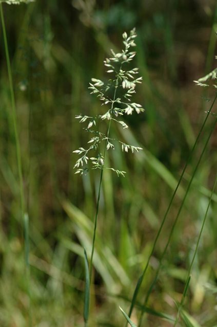 Bulletin Maine Forage Facts Kentucky Bluegrass Cooperative