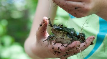 Child with muddy hands holding a frog; photo by Edwin Remsberg