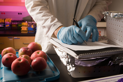 food scientist conducts experiments on apples; photo by Edwin Remsberg