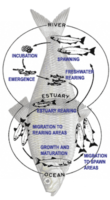 alewife life cycle