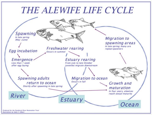 Alewives - Cooperative Extension: 4-H - University of Maine Cooperative ...