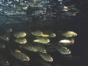 alewives