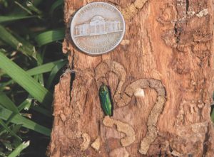 Emerald Ash Borer and tree damage