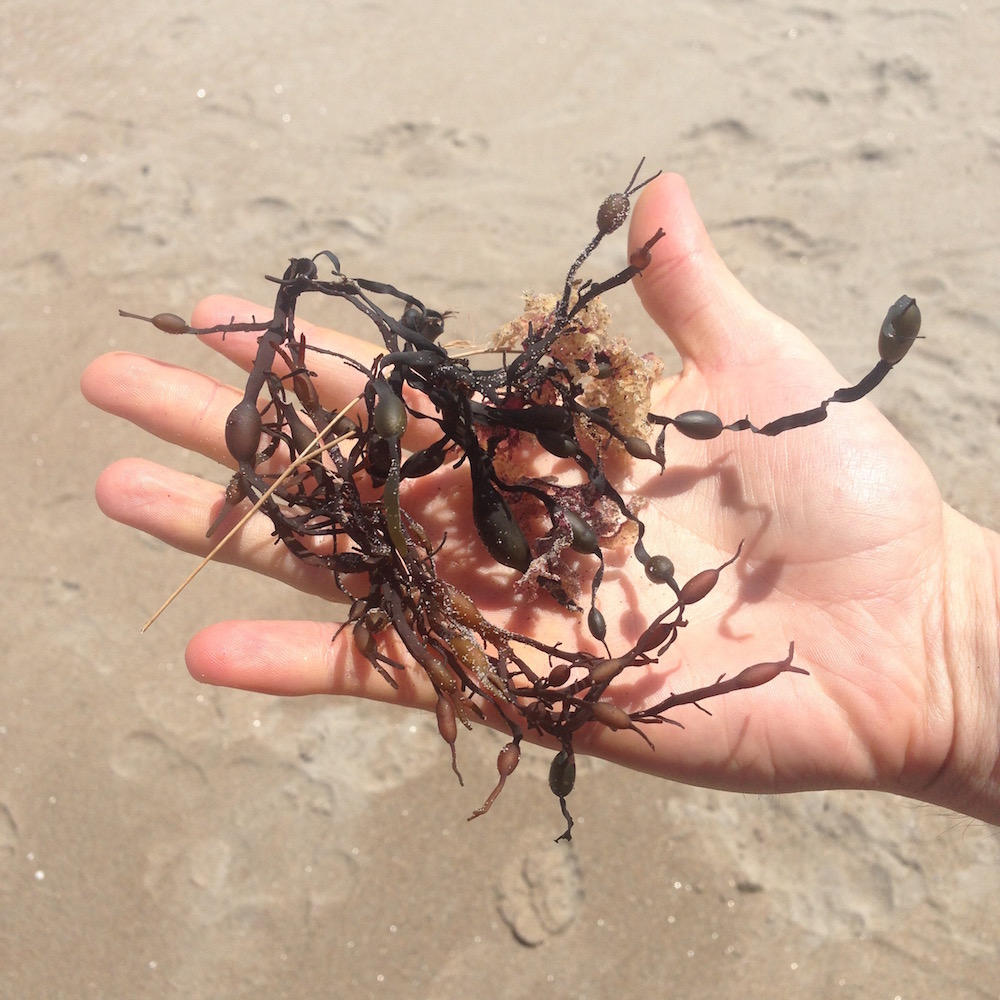 an outstretched hand holding some seaweed to be identified