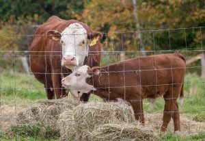 cow and calf eating hay