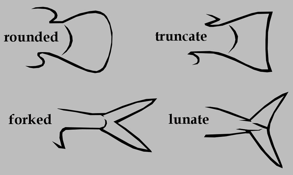 illustration showing the shapes of fish tails: rounded, truncate, forked, lunate