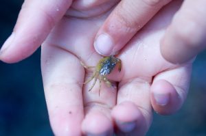 child holding a tiny crab