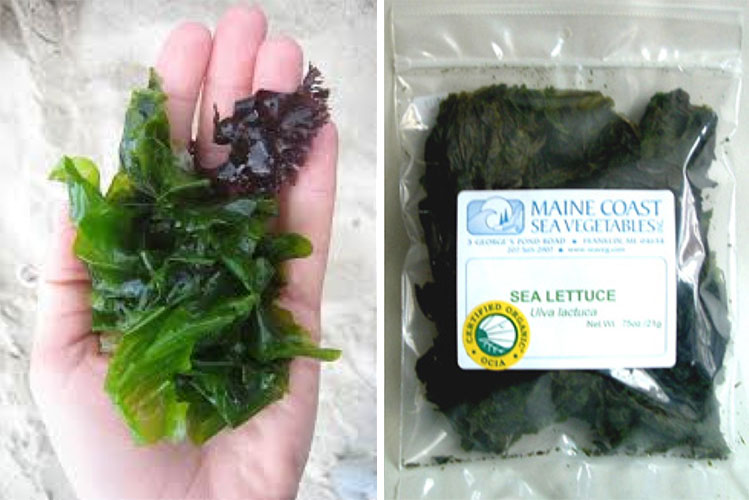 Sea Vegetables: The Science of Seaweeds - Cooperative Extension: 4