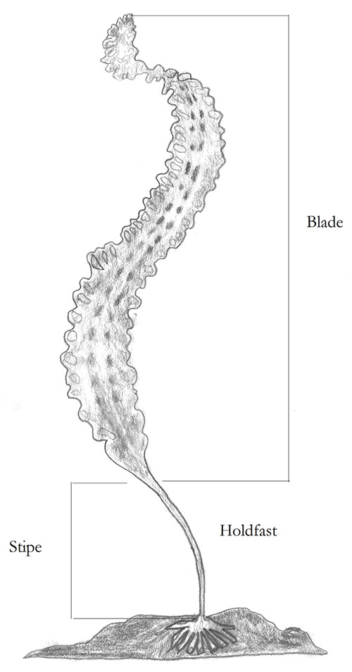 illustration indicating the parts of a seaweed plant: blade, snipe, holdfast