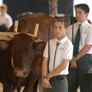 4-Her showing a working steer at the fair