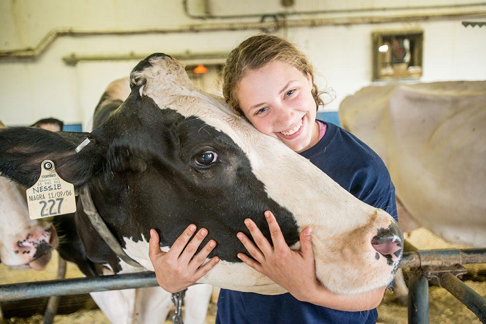 4H member with a cow