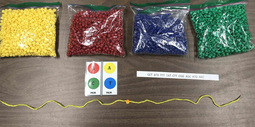 DNA Bracelets Activity Setup: kit includes beads, string, and activity cards