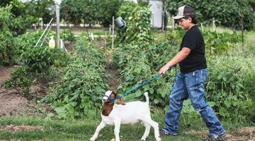middle school boy walking in a garden with a goat on a leash
