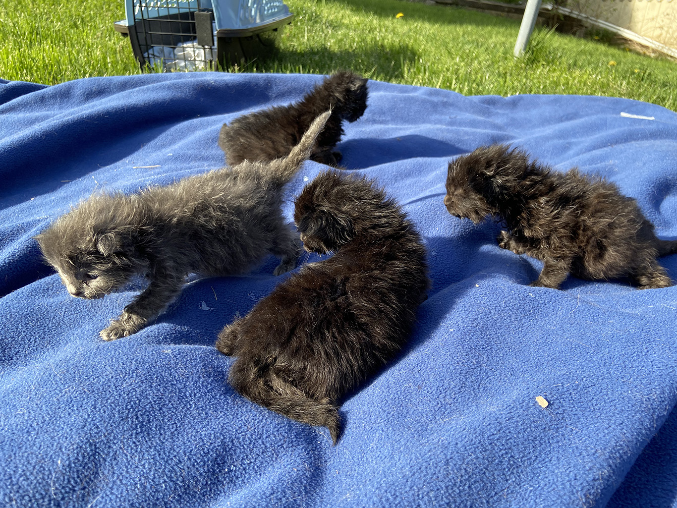 Four three-week-old kittens on a blanket.
