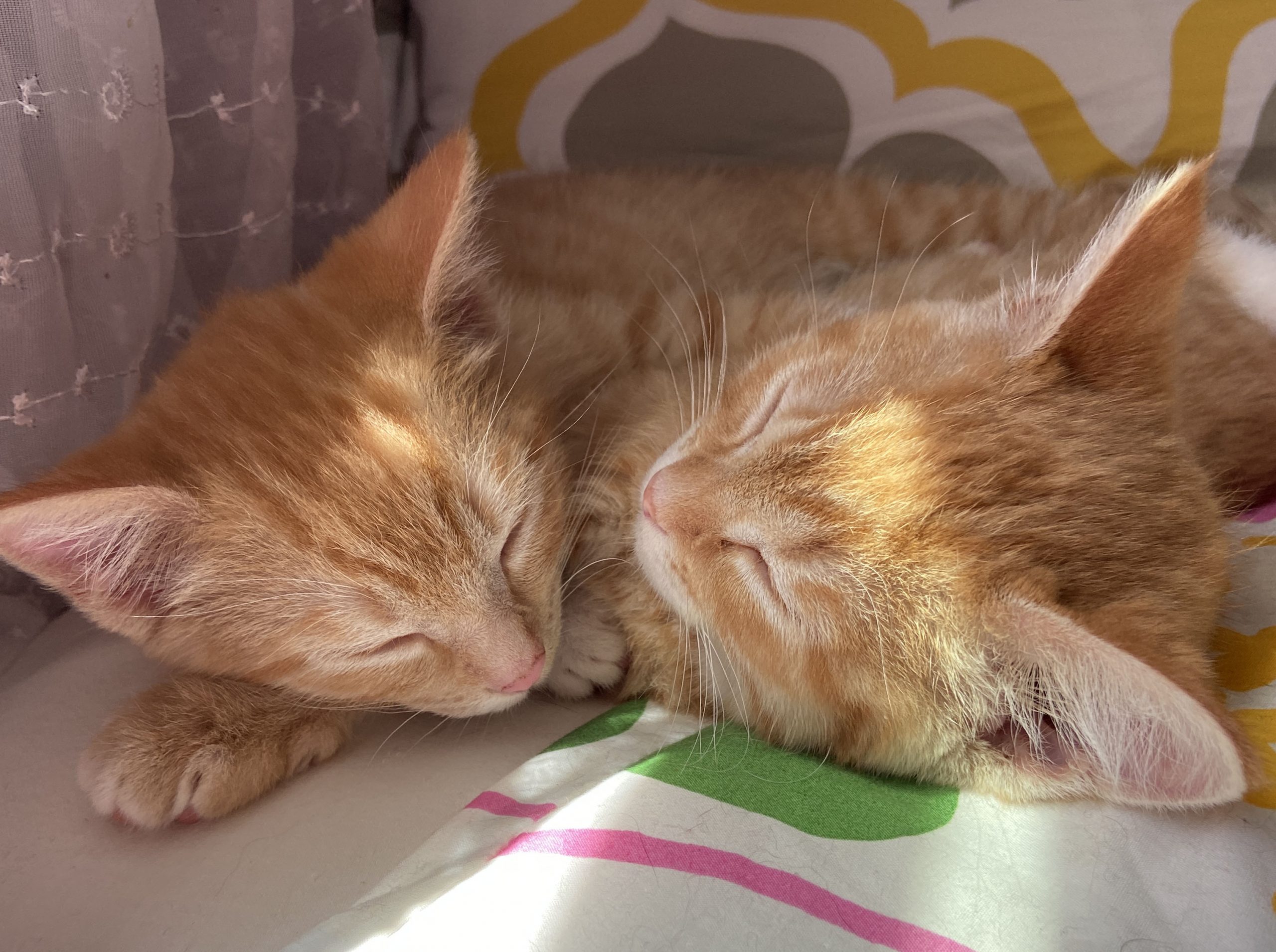 Two kittens sleeping.