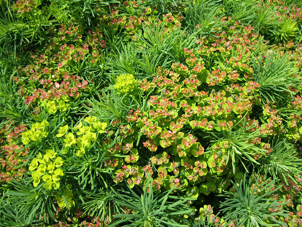 Native Maine Plants
