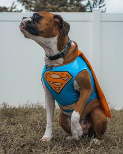 Dog in a Superman Costume