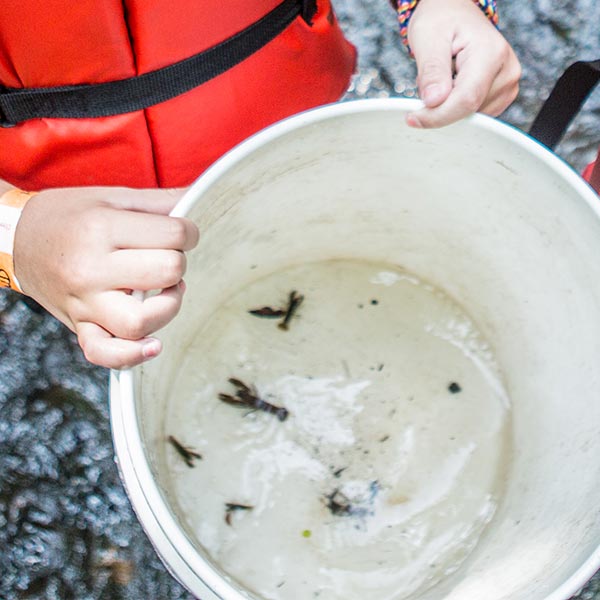 youth hands holding a bucket of water with bugs from out of a brook