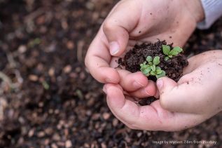 a child's hands holding a seedling