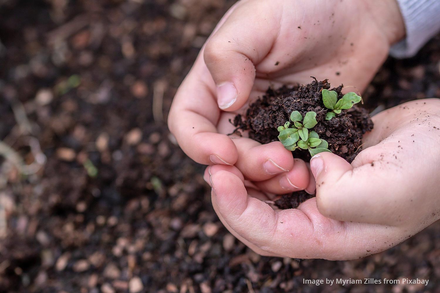a child's hands holding a seedling
