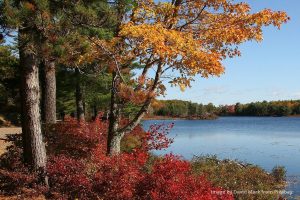 forst and a lake in Maine in autumn, autumn leaves on the trees