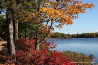 forst and a lake in Maine in autumn, autumn leaves on the trees