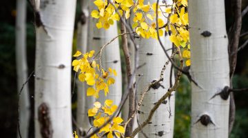 Birch trees with yellow leaves