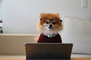 Pomeranian working on an iPad