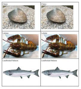 Fish Memory Game Cards that are set 2-up, images of clams, a lobster and a landlocked salmon