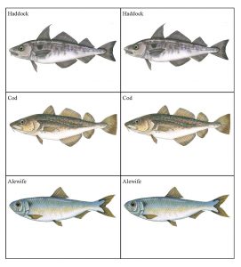Fish Memory Game Cards that are set 2-up, images of haddock, cod and alewife