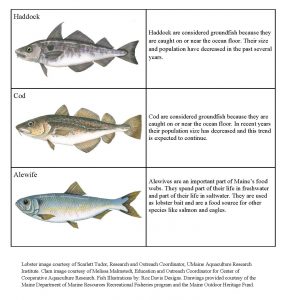 Second information sheet for Fish Memory Game: Haddock - Haddock are considered groundfish because they are caught on or near the ocean floor. Their size and population have decreased in the past several years.; Cod - Cod are considered groundfish because they are caught on or near the ocean floor. In recent years their population size has decreased and this trend is expected to continue.; Alewife - Alewives are an important part of Maine’s food webs. They spend part of their life in freshwater and part of their life in saltwater. They are used as lobster bait and are a food source for other species like salmon and eagles.
