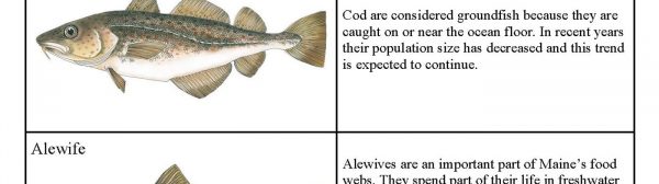 Second information sheet for Fish Memory Game: Haddock - Haddock are considered groundfish because they are caught on or near the ocean floor. Their size and population have decreased in the past several years.; Cod - Cod are considered groundfish because they are caught on or near the ocean floor. In recent years their population size has decreased and this trend is expected to continue.; Alewife - Alewives are an important part of Maine’s food webs. They spend part of their life in freshwater and part of their life in saltwater. They are used as lobster bait and are a food source for other species like salmon and eagles.