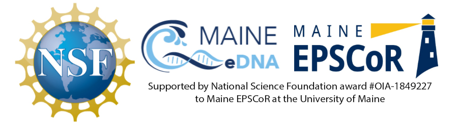 Combined Logo of National Science Foundation, Maine eDNA, and Maine EPSCoR. Supported by National Science Foundation award #OIA-1849227 to Maine EPSCoR at the University of Maine