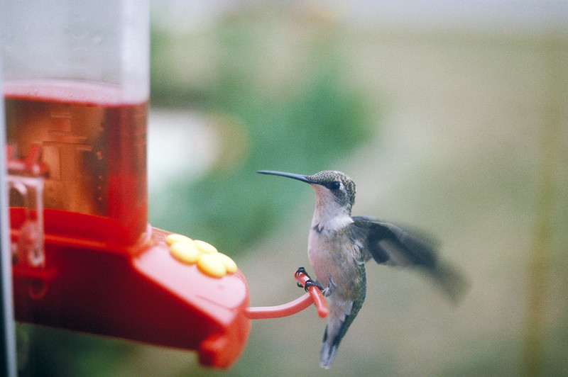 A female ruby-throated humming bird feeds at a home feeder. Hummingbirds are one of nature’s many pollinators for flowers and crops and are crucial in production for fruits and vegetables. USDA photo by Alice Welch.
