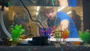 A 4-her looks at his aquarium with plants and fish.