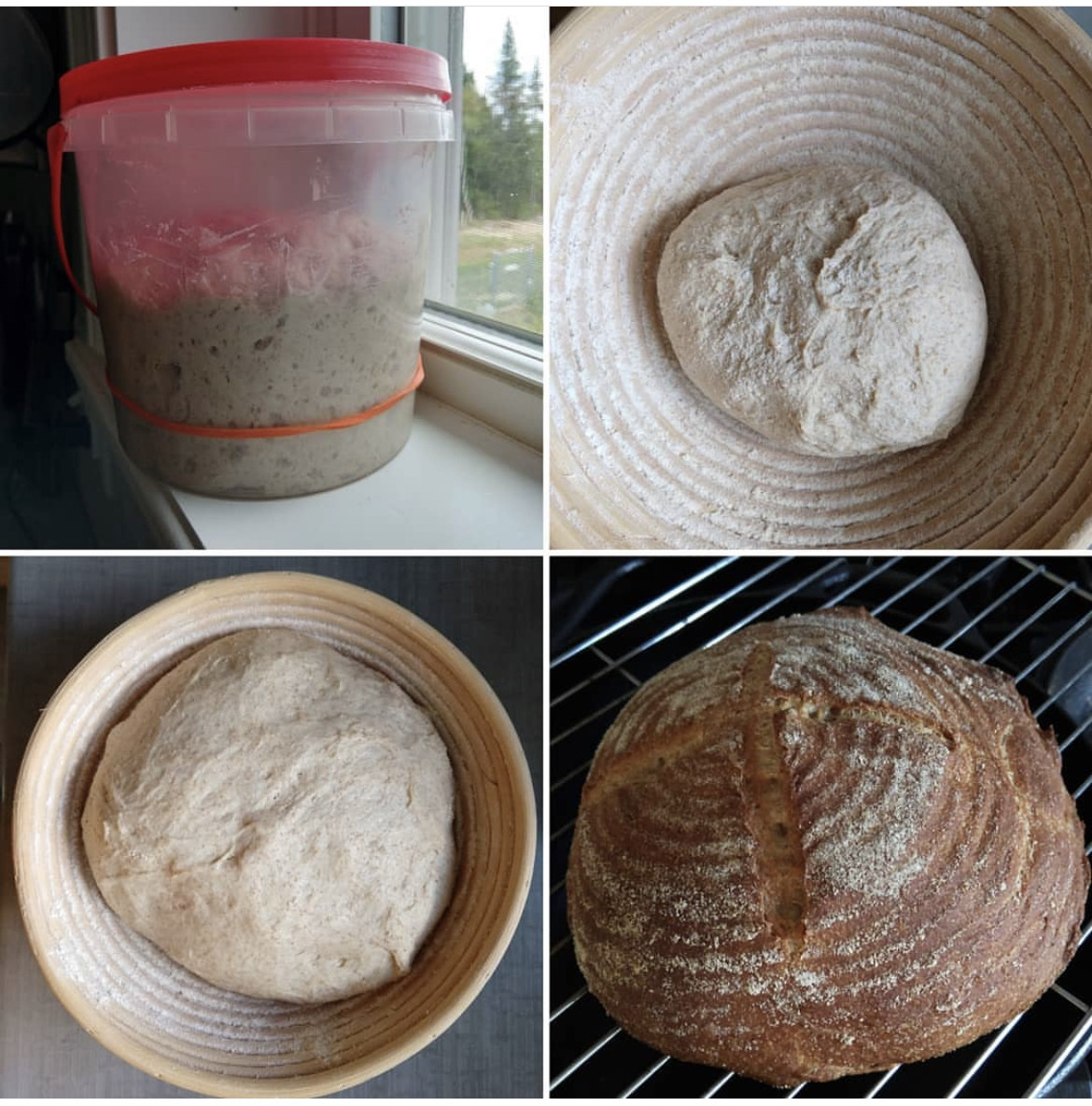 Four images: A bucket of sourdough starter, a small ball of dough, a larger raised dough ball, and a completed baked loaf of sourdough bread.