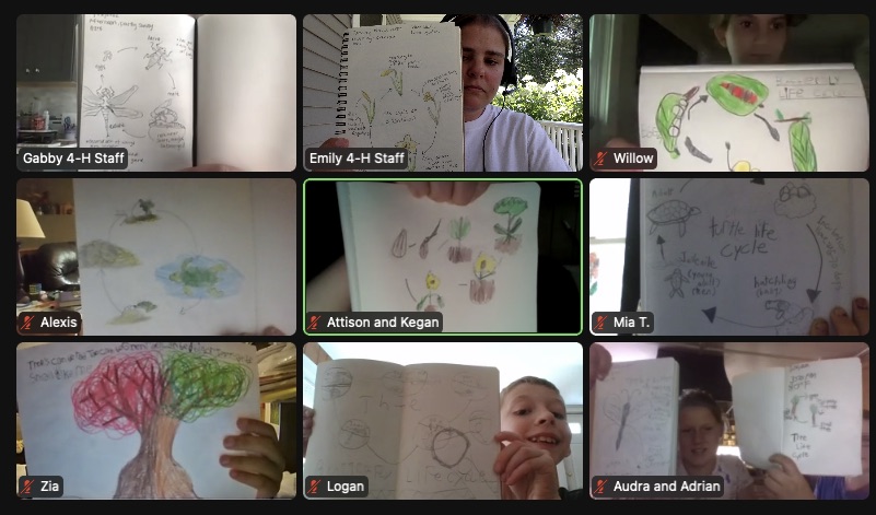 Screenshot of Zoom Nature Journaling workshop - with participating youth and staff showing the drawings they made.