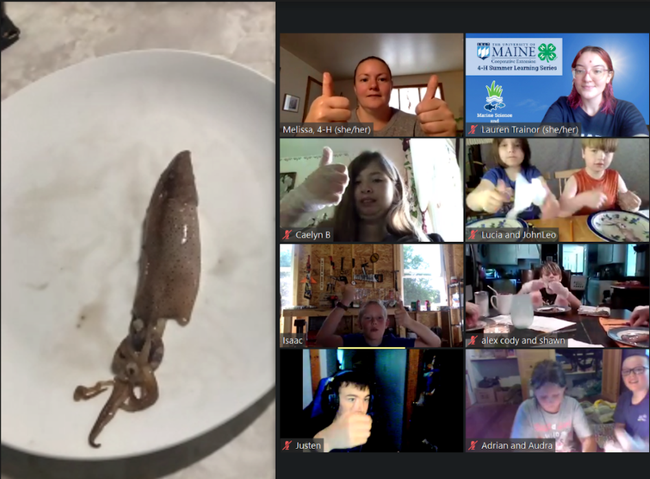 Screen Shot of a Zoom Squid Dissection workshop - a squid on a plate along with the participants and workshop leaders.