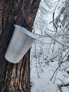 Photo of bucket hanging on tapped maple tree.