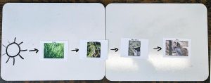 a display, part of this activity, of an example of a food chain depicts that species may vary based on what cards youth choose for this first food chain